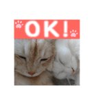らんまるとだいふく（個別スタンプ：14）