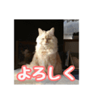 らんまるとだいふく（個別スタンプ：16）