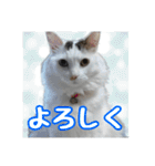 らんまるとだいふく（個別スタンプ：17）
