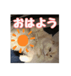 らんまるとだいふく（個別スタンプ：18）