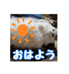 らんまるとだいふく（個別スタンプ：19）