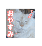らんまるとだいふく（個別スタンプ：20）
