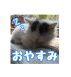 らんまるとだいふく（個別スタンプ：21）