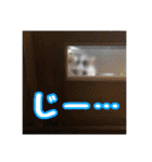 らんまるとだいふく（個別スタンプ：29）