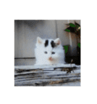 らんまるとだいふく（個別スタンプ：38）