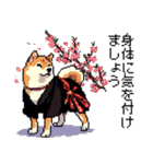 ドット絵 柴犬 新年あけおめ【再販】（個別スタンプ：13）