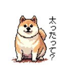 ドット絵 柴犬 新年あけおめ【再販】（個別スタンプ：15）