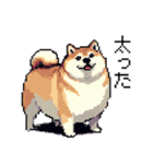 ドット絵 柴犬 新年あけおめ【再販】（個別スタンプ：16）