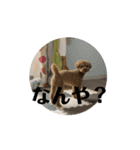 うちの犬  3（個別スタンプ：12）