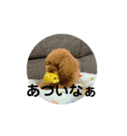 うちの犬  3（個別スタンプ：16）