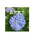 紫陽花とご挨拶（個別スタンプ：1）