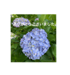 紫陽花とご挨拶（個別スタンプ：2）