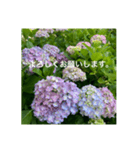 紫陽花とご挨拶（個別スタンプ：3）