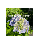 紫陽花とご挨拶（個別スタンプ：4）
