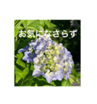 紫陽花とご挨拶（個別スタンプ：5）