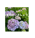 紫陽花とご挨拶（個別スタンプ：6）