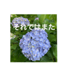 紫陽花とご挨拶（個別スタンプ：8）