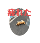 柴犬茶々NO6（個別スタンプ：7）