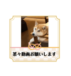 柴犬茶々NO6（個別スタンプ：8）