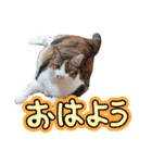 楽しい仲間スタンプの巻1（個別スタンプ：2）