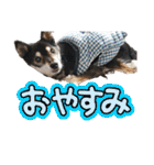 楽しい仲間スタンプの巻1（個別スタンプ：6）