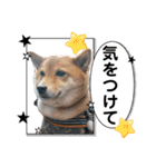 楽しい仲間スタンプの巻1（個別スタンプ：17）