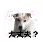 楽しい仲間スタンプの巻1（個別スタンプ：19）