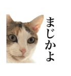 オリゴとホームズの日常スタンプ（個別スタンプ：2）