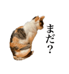 オリゴとホームズの日常スタンプ（個別スタンプ：3）
