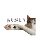 オリゴとホームズの日常スタンプ（個別スタンプ：5）