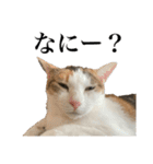 オリゴとホームズの日常スタンプ（個別スタンプ：9）