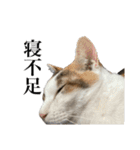 オリゴとホームズの日常スタンプ（個別スタンプ：10）