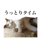 オリゴとホームズの日常スタンプ（個別スタンプ：11）
