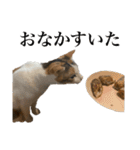 オリゴとホームズの日常スタンプ（個別スタンプ：12）
