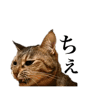 オリゴとホームズの日常スタンプ（個別スタンプ：22）