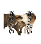 オリゴとホームズの日常スタンプ（個別スタンプ：35）