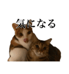 オリゴとホームズの日常スタンプ（個別スタンプ：39）