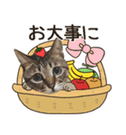 冬の日常や年末年始も大活躍の猫すたんぷ（個別スタンプ：8）