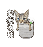 冬の日常や年末年始も大活躍の猫すたんぷ（個別スタンプ：19）