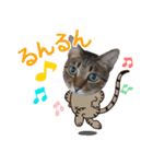 冬の日常や年末年始も大活躍の猫すたんぷ（個別スタンプ：27）