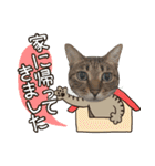 冬の日常や年末年始も大活躍の猫すたんぷ（個別スタンプ：36）