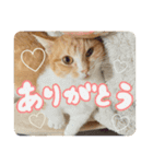 喜怒哀楽ねこちゃん！（個別スタンプ：4）