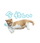 喜怒哀楽ねこちゃん！（個別スタンプ：10）