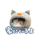 喜怒哀楽ねこちゃん！（個別スタンプ：15）