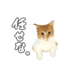 喜怒哀楽ねこちゃん！（個別スタンプ：18）