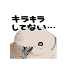 キジバトくん日記（個別スタンプ：1）