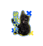かわいいポン太（個別スタンプ：9）