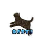 かわいいポン太（個別スタンプ：15）