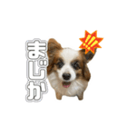 リンといっしょ！（個別スタンプ：1）