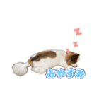 リンといっしょ！（個別スタンプ：3）